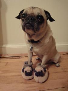 pug_slippers
